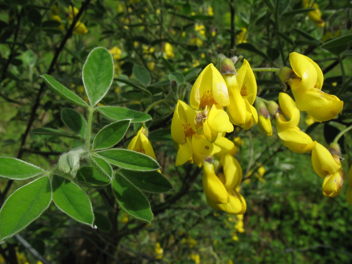 Cytisus emeriflorus куст